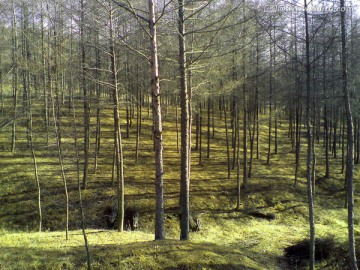 冬季的松林