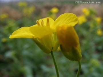 油菜花