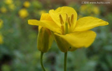 油菜花