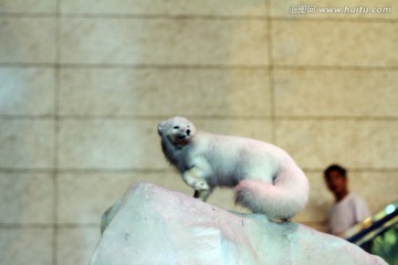 上海科技馆 动物标本