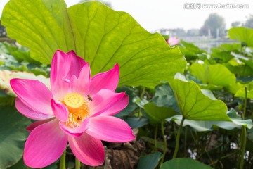 一朵盛开的荷花 粉红色