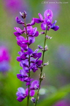 野生花卉蓝花棘豆