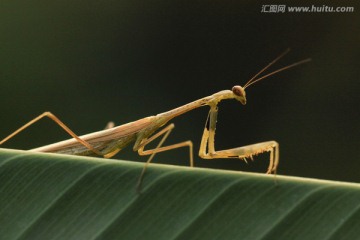 昆虫螳螂