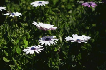 野菊花