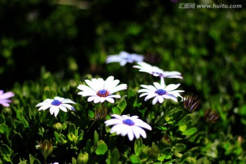 野菊花