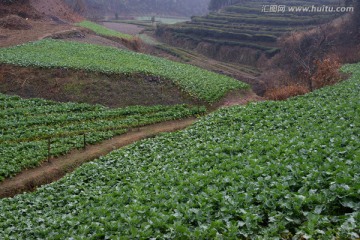 油菜田