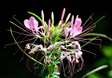 热带花卉醉蝶花