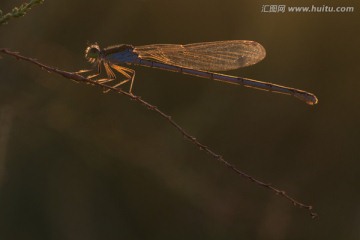 蓝色狭翅豆娘 复眼 逆光