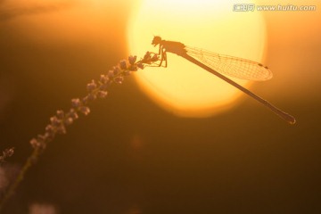 夕阳下的狭翅豆娘