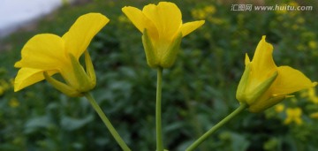 油菜花