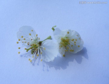 櫻桃花