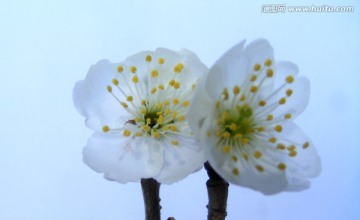 樱桃花