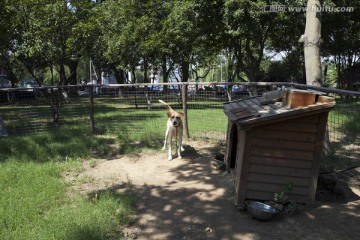 上海 淀山湖 休闲场所 犬舍