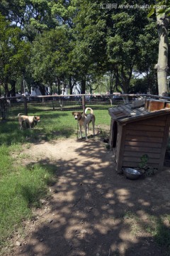 上海 淀山湖 休闲场所 犬舍