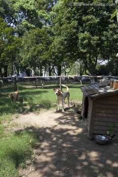 上海 淀山湖 休闲场所 犬舍