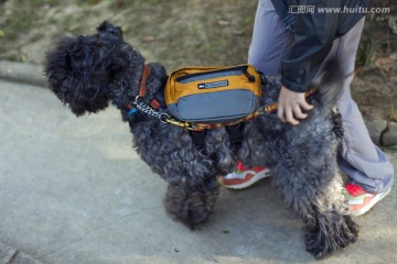 雪纳瑞 宠物犬 狗 梗犬 可爱