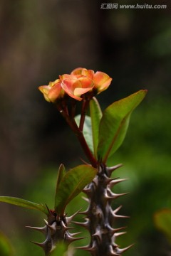 仙人花