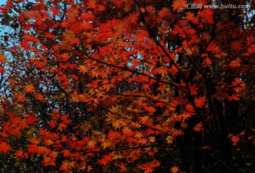 紅葉 油畫 無(wú)框畫 裝飾畫
