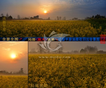 成都平原油菜花日出全景图