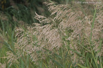 芦花