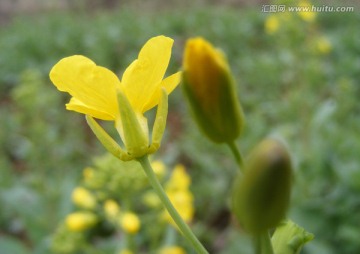 油菜花