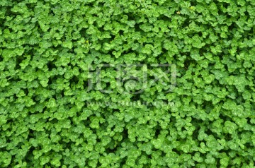 绿色植物 背景 桌面