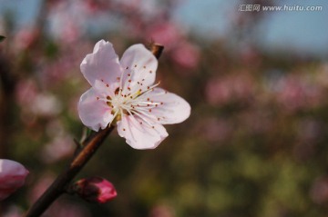 春来桃花开