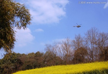 田野风光油菜花