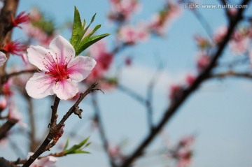 春来桃花开