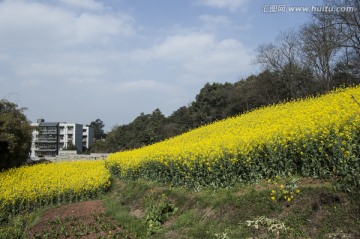 油菜花