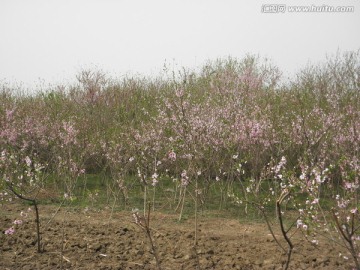 桃花系列之桃林