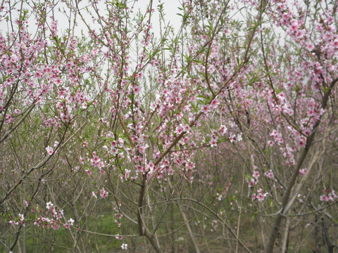 桃花系列