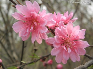 桃花系列之碧桃花