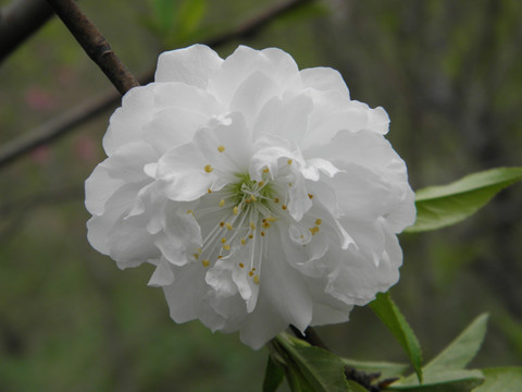 櫻花系列