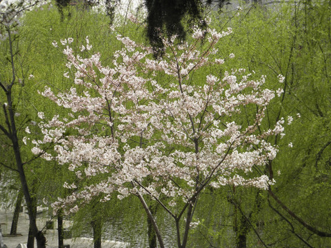 櫻花系列