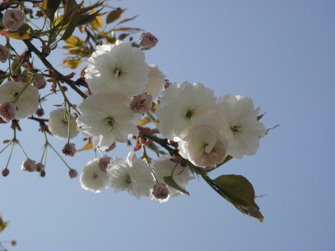 樱花系列