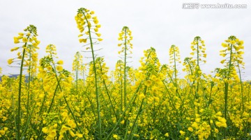 油菜花