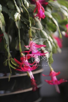 蟹爪兰 家庭花卉