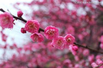 盛开的梅花