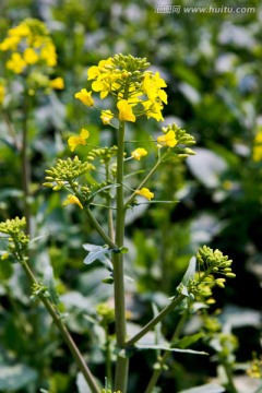 油菜花