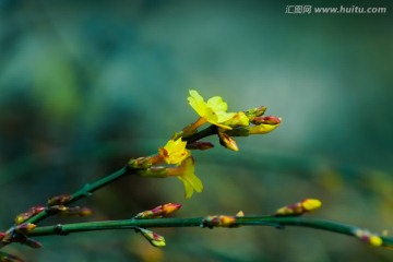 迎春花