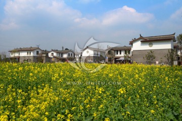 郫县三道堰青杠树村油菜花开