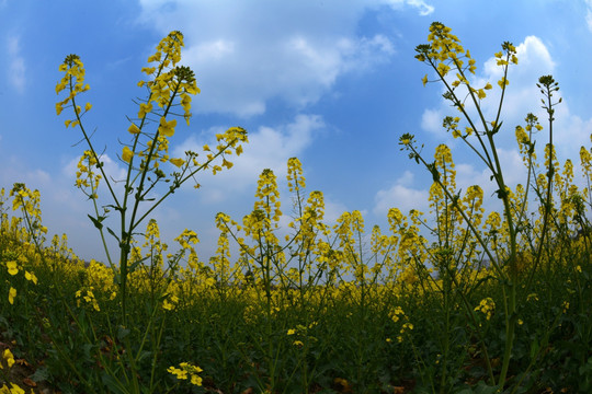 成都平原油菜花鱼眼