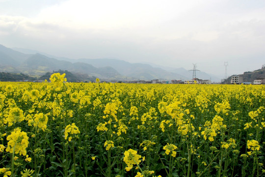 油菜花