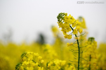 油菜花