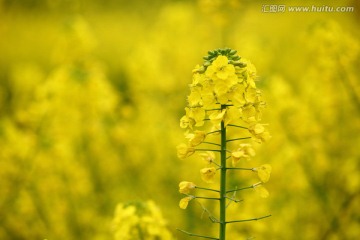 油菜花