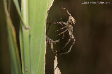 蜘蛛打架