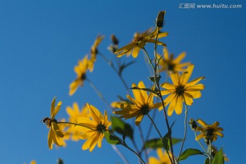 菊芋 黄色花朵
