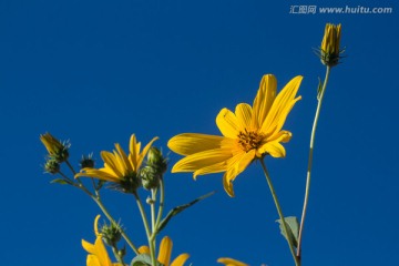 菊芋 黄色花朵 特写 花蕊
