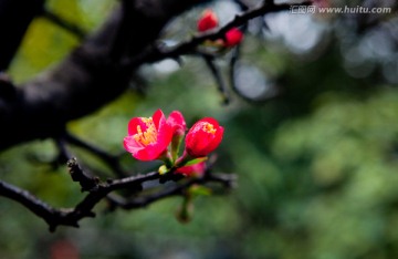 海棠花